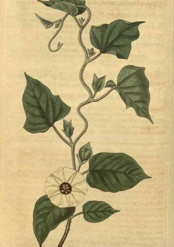 Reproducción/Reproduction 35149959136: Curtis's botanical magazine.. London ; New York [etc.] :Academic Press [etc.]