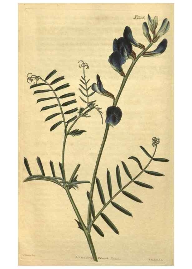 Reproducción/Reproduction 35149961506: Curtis's botanical magazine.. London ; New York [etc.] :Academic Press [etc.]