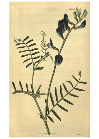 Reproducción/Reproduction 35149961506: Curtis's botanical magazine.. London ; New York [etc.] :Academic Press [etc.]
