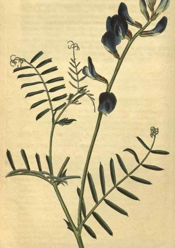 Reproducción/Reproduction 35149961506: Curtis's botanical magazine.. London ; New York [etc.] :Academic Press [etc.]