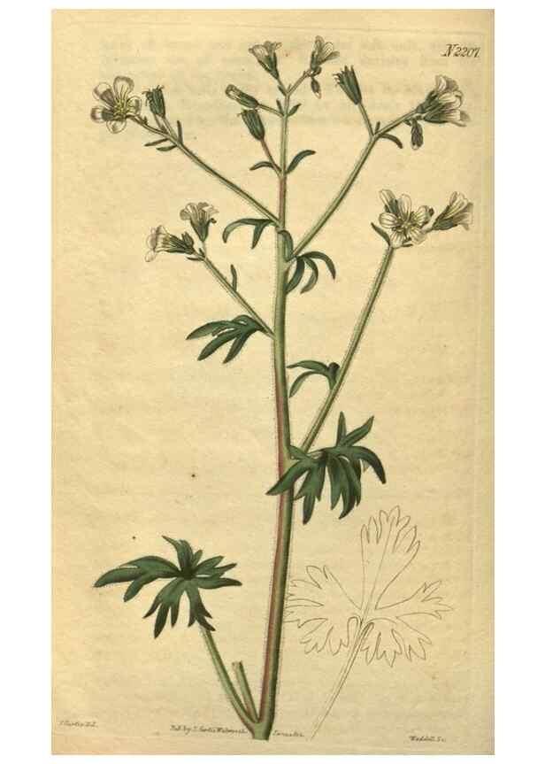 Reproducción/Reproduction 35149963856: Curtis's botanical magazine.. London ; New York [etc.] :Academic Press [etc.]