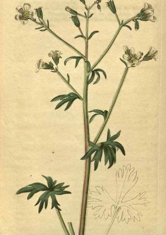Reproducción/Reproduction 35149963856: Curtis's botanical magazine.. London ; New York [etc.] :Academic Press [etc.]