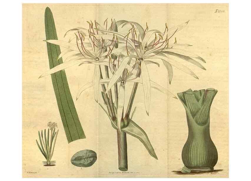 Reproducción/Reproduction 35149965546: Curtis's botanical magazine.. London ; New York [etc.] :Academic Press [etc.]