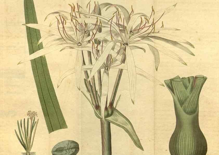 Reproducción/Reproduction 35149965546: Curtis's botanical magazine.. London ; New York [etc.] :Academic Press [etc.]