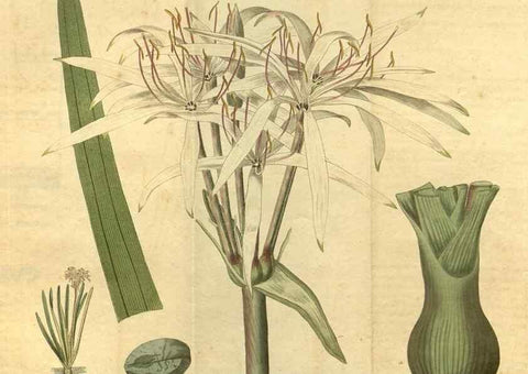 Reproducción/Reproduction 35149965546: Curtis's botanical magazine.. London ; New York [etc.] :Academic Press [etc.]