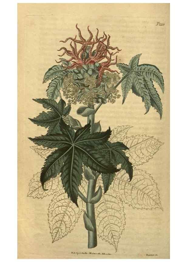 Reproducción/Reproduction 35149968146: Curtis's botanical magazine.. London ; New York [etc.] :Academic Press [etc.]