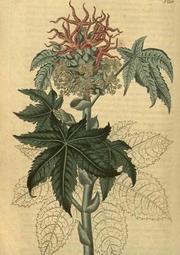 Reproducción/Reproduction 35149968146: Curtis's botanical magazine.. London ; New York [etc.] :Academic Press [etc.]