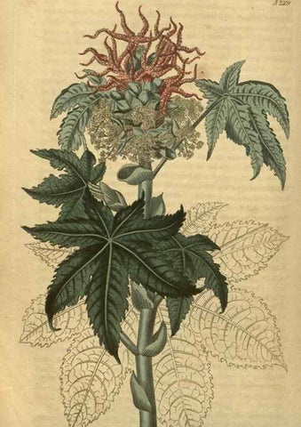 Reproducción/Reproduction 35149968146: Curtis's botanical magazine.. London ; New York [etc.] :Academic Press [etc.]