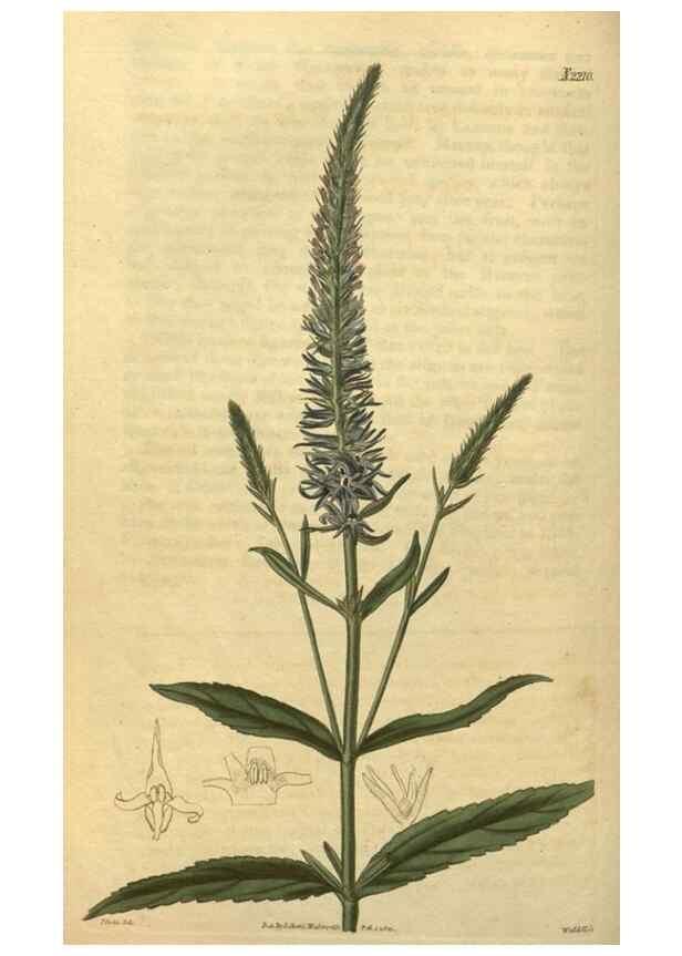 Reproducción/Reproduction 35149970656: Curtis's botanical magazine.. London ; New York [etc.] :Academic Press [etc.]