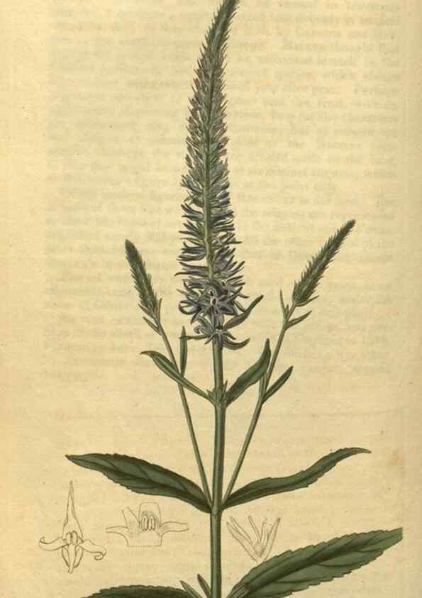 Reproducción/Reproduction 35149970656: Curtis's botanical magazine.. London ; New York [etc.] :Academic Press [etc.]