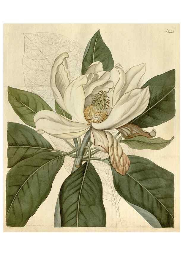 Reproducción/Reproduction 34380593983: Curtis's botanical magazine.. London ; New York [etc.] :Academic Press [etc.]