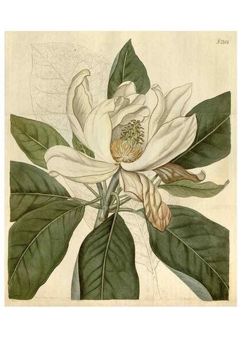 Reproducción/Reproduction 34380593983: Curtis's botanical magazine.. London ; New York [etc.] :Academic Press [etc.]