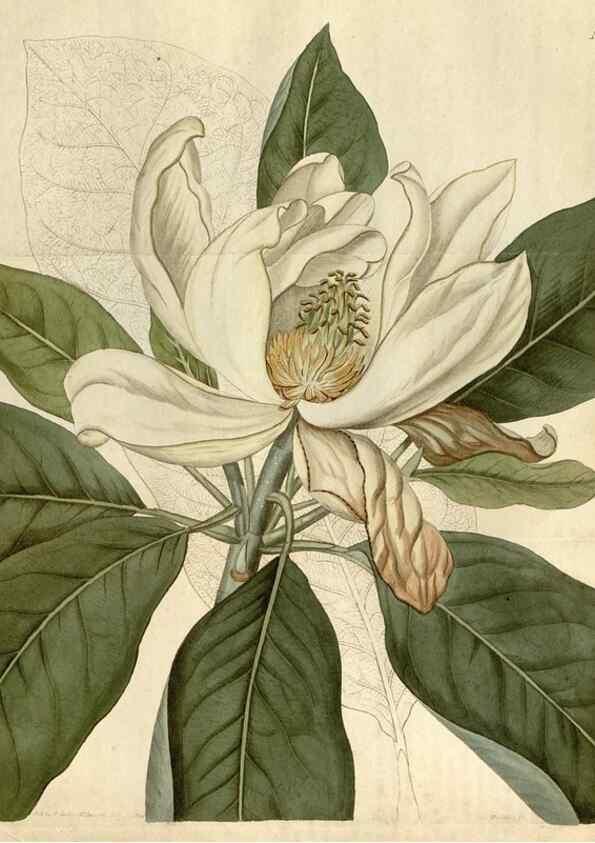 Reproducción/Reproduction 34380593983: Curtis's botanical magazine.. London ; New York [etc.] :Academic Press [etc.]