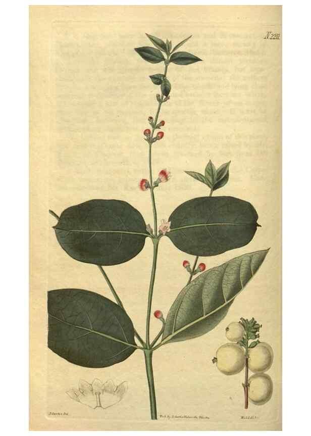 Reproducción/Reproduction 35149973546: Curtis's botanical magazine.. London ; New York [etc.] :Academic Press [etc.]