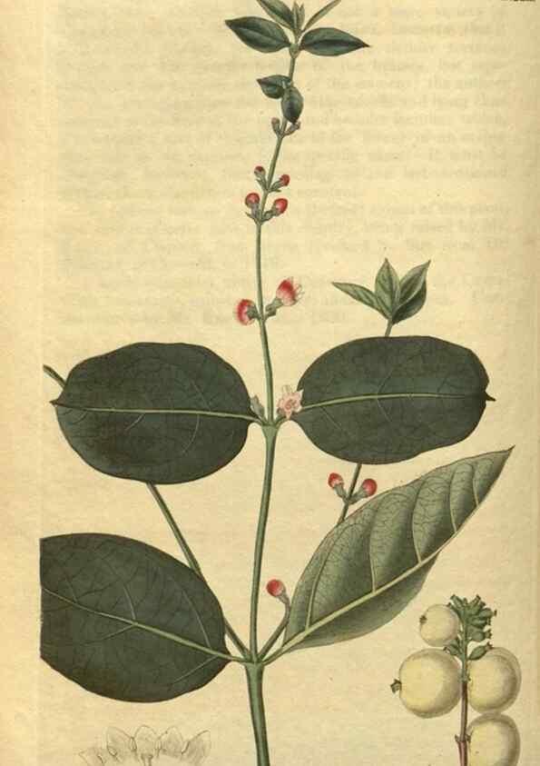Reproducción/Reproduction 35149973546: Curtis's botanical magazine.. London ; New York [etc.] :Academic Press [etc.]