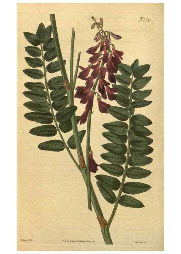 Reproducción/Reproduction 35149978686: Curtis's botanical magazine.. London ; New York [etc.] :Academic Press [etc.]