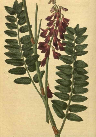 Reproducción/Reproduction 35149978686: Curtis's botanical magazine.. London ; New York [etc.] :Academic Press [etc.]
