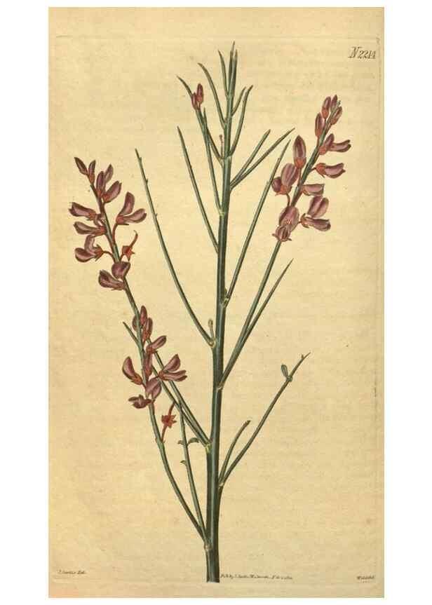 Reproducción/Reproduction 35149980376: Curtis's botanical magazine.. London ; New York [etc.] :Academic Press [etc.]