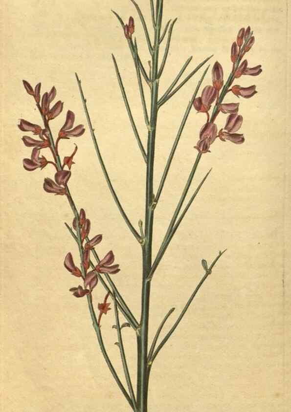 Reproducción/Reproduction 35149980376: Curtis's botanical magazine.. London ; New York [etc.] :Academic Press [etc.]