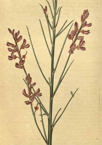 Reproducción/Reproduction 35149980376: Curtis's botanical magazine.. London ; New York [etc.] :Academic Press [etc.]