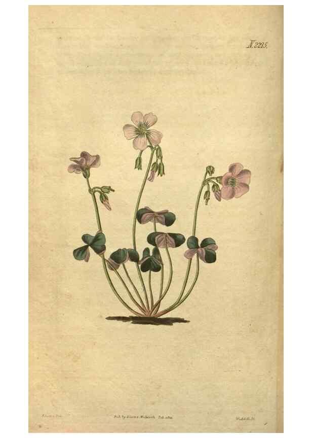 Reproducción/Reproduction 35059811631: Curtis's botanical magazine.. London ; New York [etc.] :Academic Press [etc.]