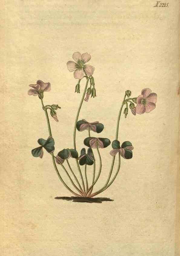 Reproducción/Reproduction 35059811631: Curtis's botanical magazine.. London ; New York [etc.] :Academic Press [etc.]