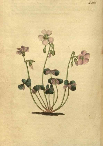Reproducción/Reproduction 35059811631: Curtis's botanical magazine.. London ; New York [etc.] :Academic Press [etc.]