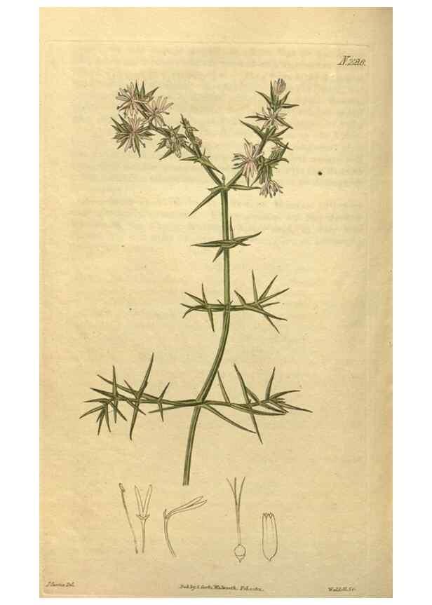 Reproducción/Reproduction 35059814141: Curtis's botanical magazine.. London ; New York [etc.] :Academic Press [etc.]