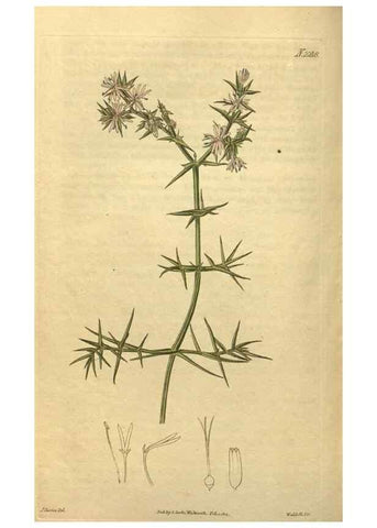 Reproducción/Reproduction 35059814141: Curtis's botanical magazine.. London ; New York [etc.] :Academic Press [etc.]