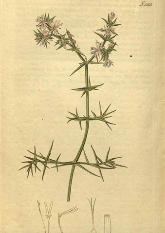 Reproducción/Reproduction 35059814141: Curtis's botanical magazine.. London ; New York [etc.] :Academic Press [etc.]
