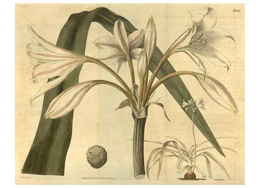 Reproducción/Reproduction 34345627714: Curtis's botanical magazine.. London ; New York [etc.] :Academic Press [etc.]