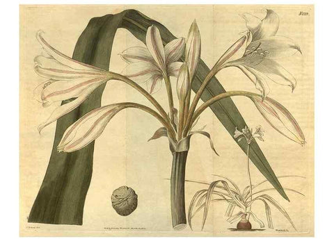 Reproducción/Reproduction 34345627714: Curtis's botanical magazine.. London ; New York [etc.] :Academic Press [etc.]