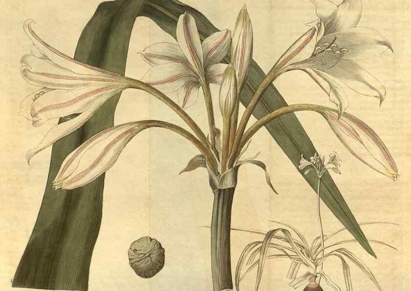 Reproducción/Reproduction 34345627714: Curtis's botanical magazine.. London ; New York [etc.] :Academic Press [etc.]