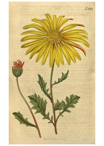Reproducción/Reproduction 35059819331: Curtis's botanical magazine.. London ; New York [etc.] :Academic Press [etc.]