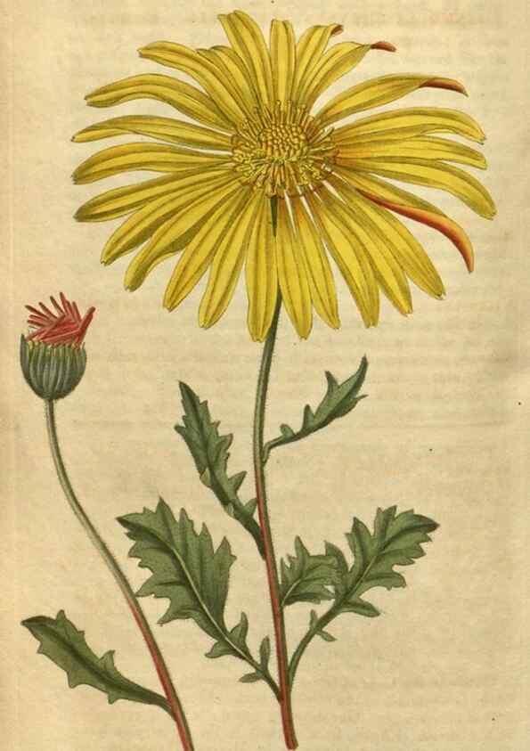 Reproducción/Reproduction 35059819331: Curtis's botanical magazine.. London ; New York [etc.] :Academic Press [etc.]