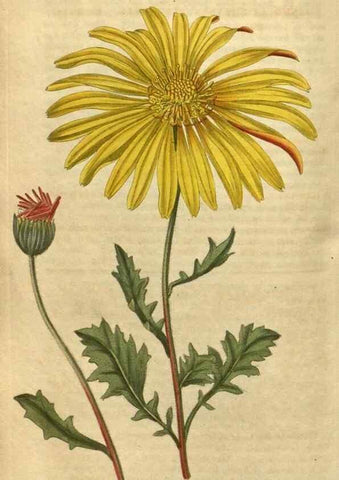 Reproducción/Reproduction 35059819331: Curtis's botanical magazine.. London ; New York [etc.] :Academic Press [etc.]