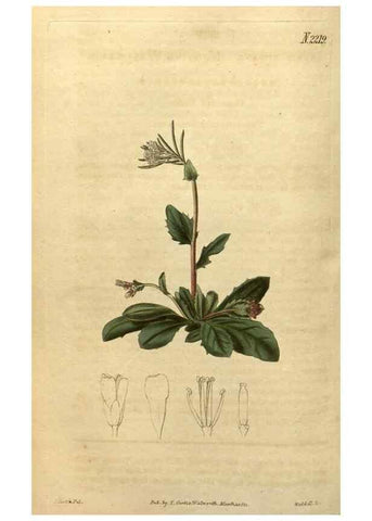Reproducción/Reproduction 34345631034: Curtis's botanical magazine.. London ; New York [etc.] :Academic Press [etc.]