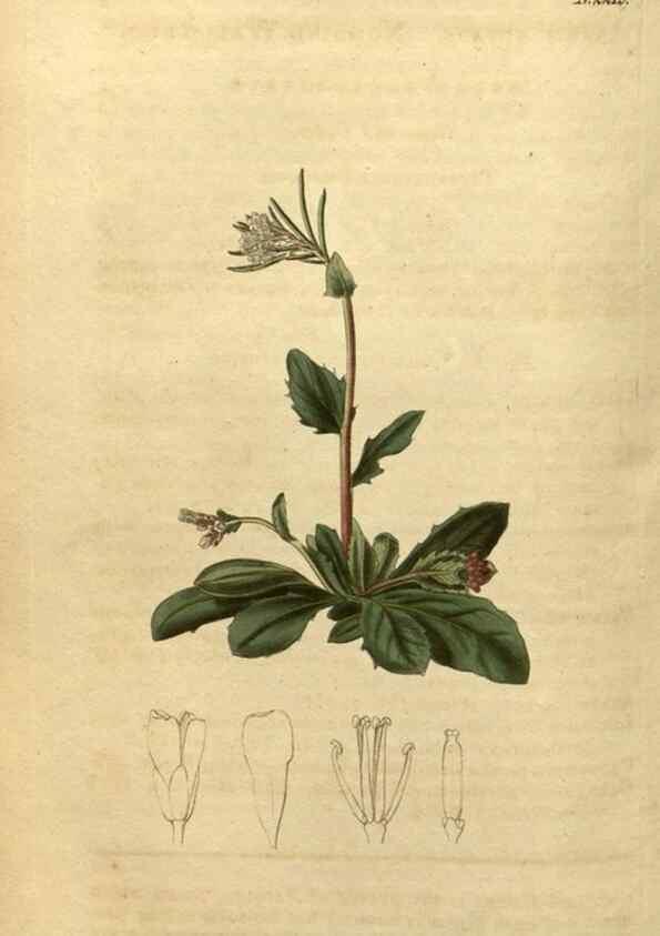 Reproducción/Reproduction 34345631034: Curtis's botanical magazine.. London ; New York [etc.] :Academic Press [etc.]