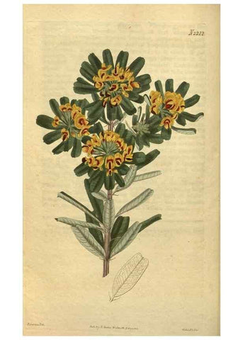 Reproducción/Reproduction 35149976426: Curtis's botanical magazine.. London ; New York [etc.] :Academic Press [etc.]