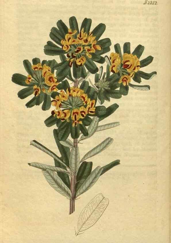 Reproducción/Reproduction 35149976426: Curtis's botanical magazine.. London ; New York [etc.] :Academic Press [etc.]