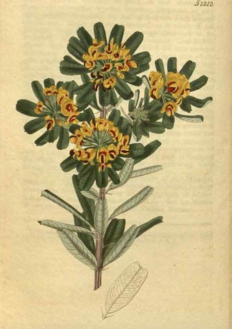 Reproducción/Reproduction 35149976426: Curtis's botanical magazine.. London ; New York [etc.] :Academic Press [etc.]