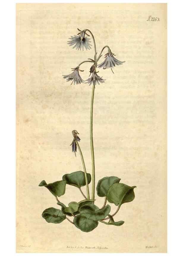 Reproducción/Reproduction 35190076415: Curtis's botanical magazine.. London ; New York [etc.] :Academic Press [etc.]