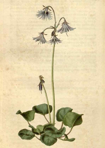 Reproducción/Reproduction 35190076415: Curtis's botanical magazine.. London ; New York [etc.] :Academic Press [etc.]