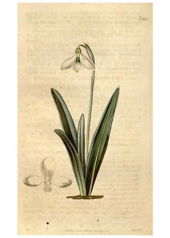 Reproducción/Reproduction 35190073235: Curtis's botanical magazine.. London ; New York [etc.] :Academic Press [etc.]