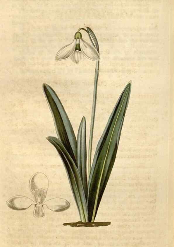 Reproducción/Reproduction 35190073235: Curtis's botanical magazine.. London ; New York [etc.] :Academic Press [etc.]