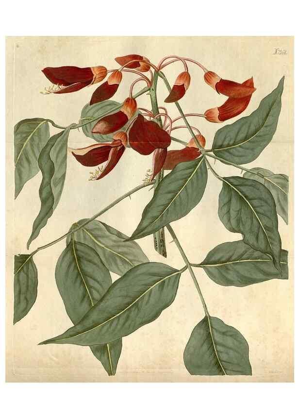 Reproducción/Reproduction 34345470014: Curtis's botanical magazine.. London ; New York [etc.] :Academic Press [etc.]