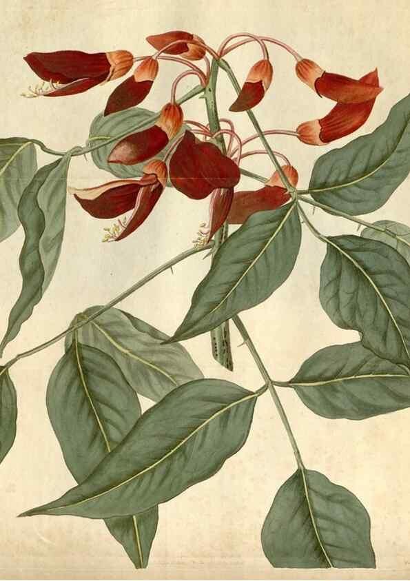 Reproducción/Reproduction 34345470014: Curtis's botanical magazine.. London ; New York [etc.] :Academic Press [etc.]