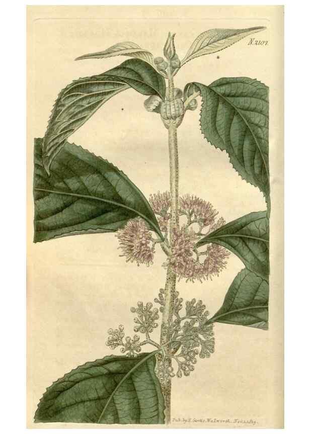 Reproducción/Reproduction 35024728202: Curtis's botanical magazine.. London ; New York [etc.] :Academic Press [etc.]