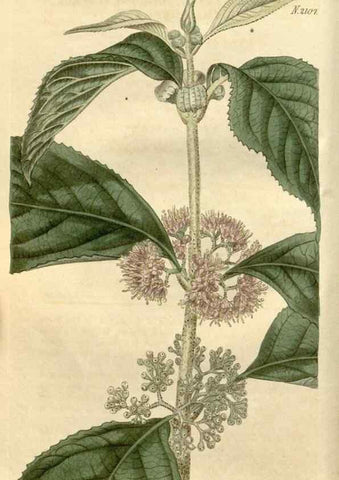 Reproducción/Reproduction 35024728202: Curtis's botanical magazine.. London ; New York [etc.] :Academic Press [etc.]