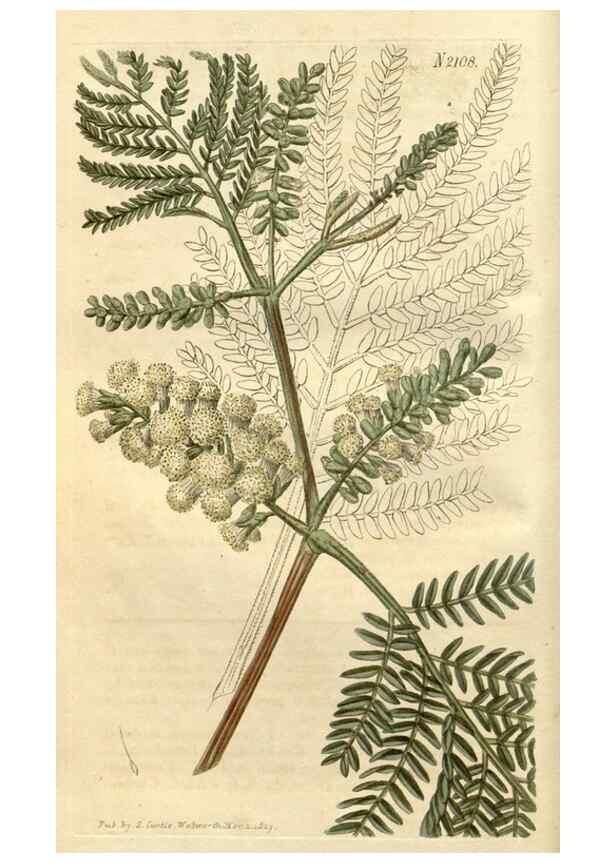 Reproducción/Reproduction 35189964815: Curtis's botanical magazine.. London ; New York [etc.] :Academic Press [etc.]